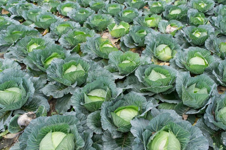 Grüner Montag: Landwirtschaft im Klimawandel – Perspektiven für Erzeuger und Verbraucher