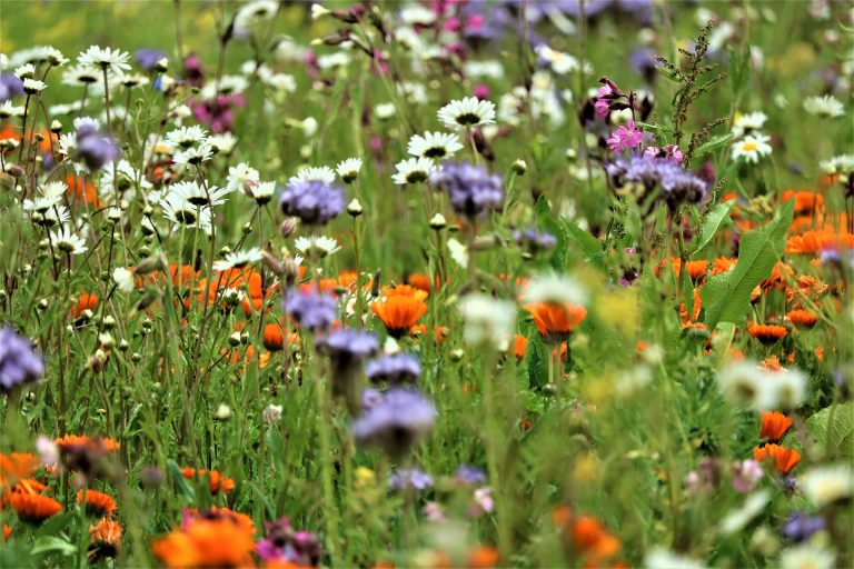 Antrag zur Landesgartenschau