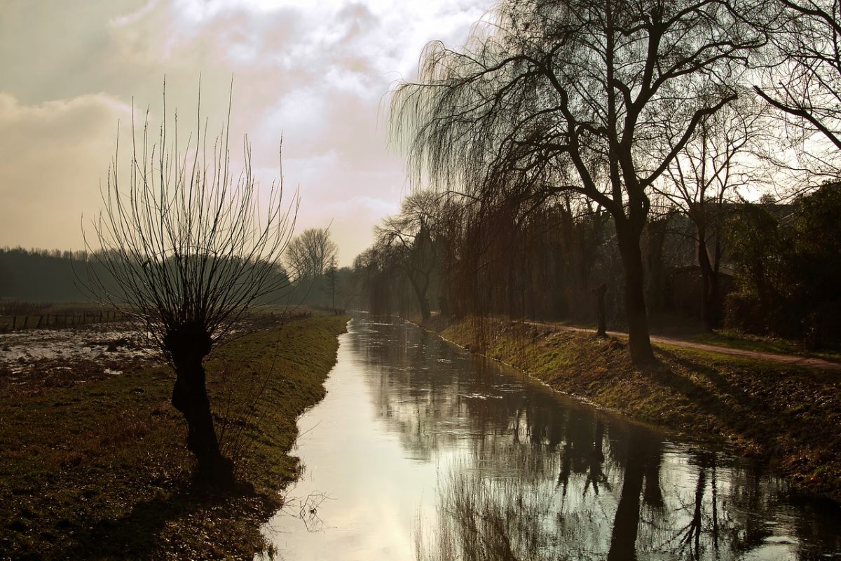 Niederrheinische Landschaft mit Fluss und Kopfweide